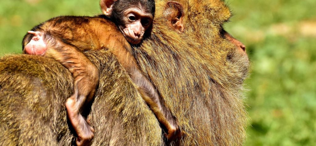 Wildlife Tour in Cuc Phuong National Park