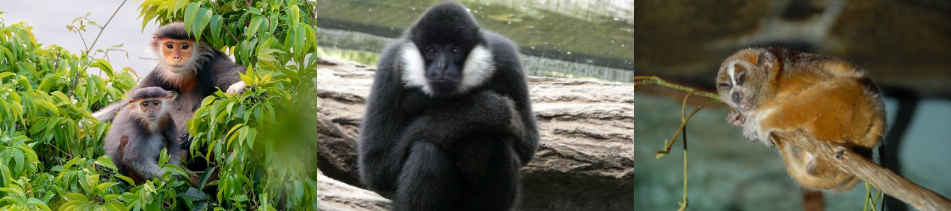 Wildlife in Cuc Phuong National Park, Vietnam