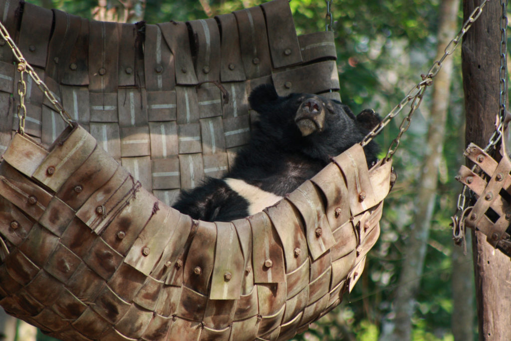 Kuang Si Fall & Tat Kuang Si Bear Experiences