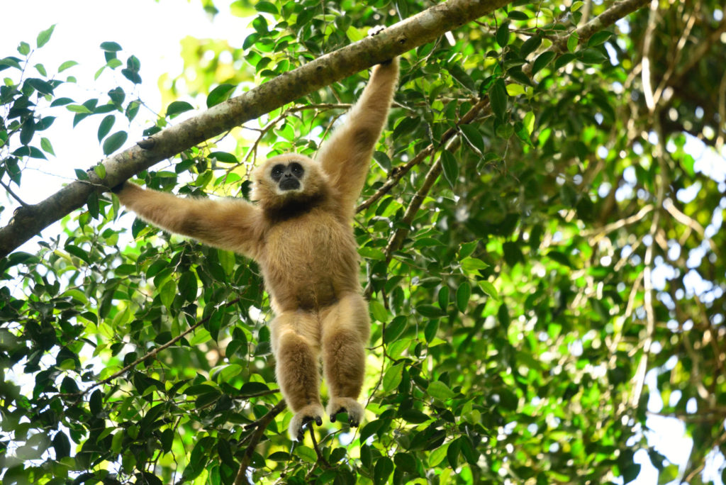 Thailand National Park