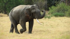 Wild elephant in Asia