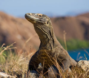 Komodo dragon sitting on the ground against the backdrop of stun, Indonesia