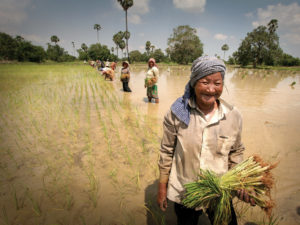 farmer harvesting rice in Laos