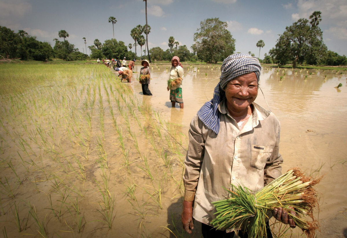 Rice culture in Laos – way of life | Khiri Travel