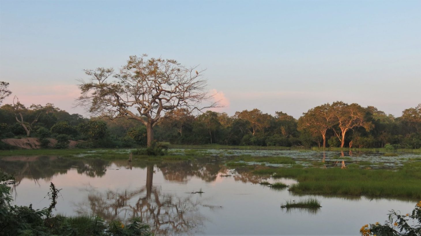 Wilpattu Nationl Park atmosphere, Sri Lanka