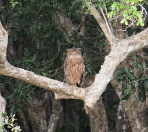 Brown Fish Owl - Wilpattu National Park, Sri Lanka