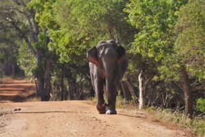 Wild elephant running Wilpattu National Park, Sri Lanka