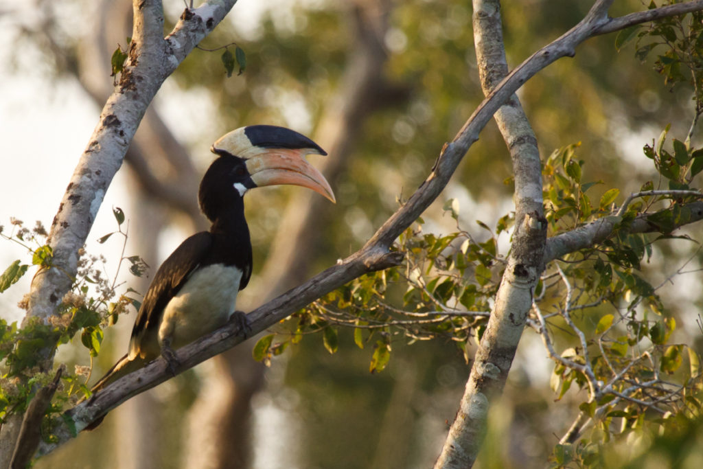 The Stunning Wildlife in Wilpattu National Park