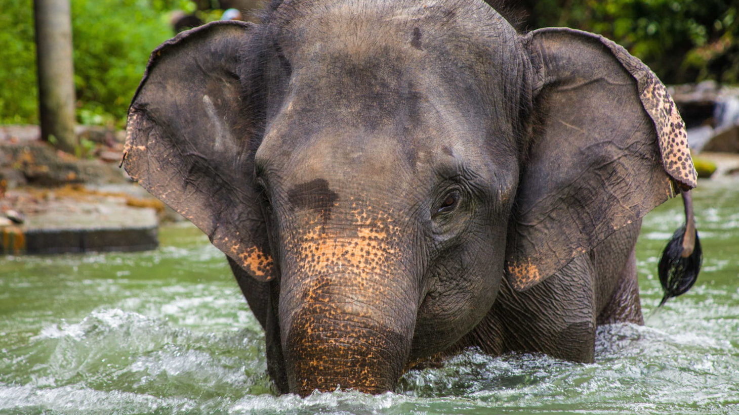 Beautiful Southeast Asian elephant