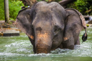 Beautiful Southeast Asian elephant
