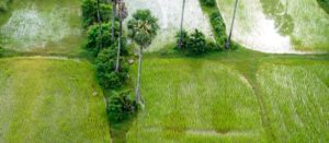 rice field in siem reap cambodia