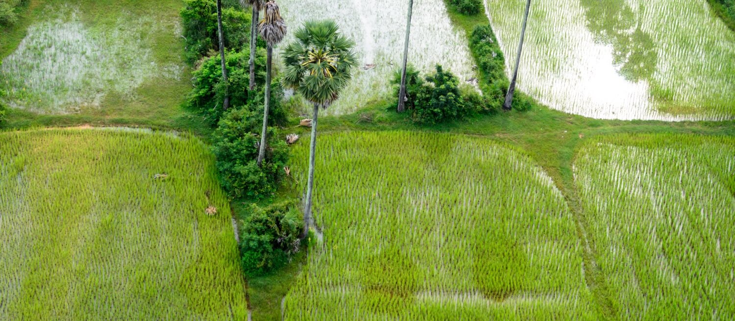 rice field in siem reap cambodia