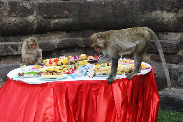 Monkeys dig into the food at the annual Monkey Buffet Festival in Thailand.  | Khiri Travel