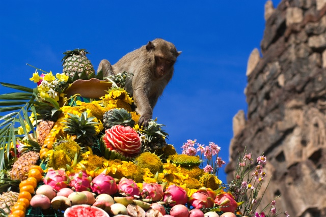Monkey buffet festival in Thailand | Khiri Travel