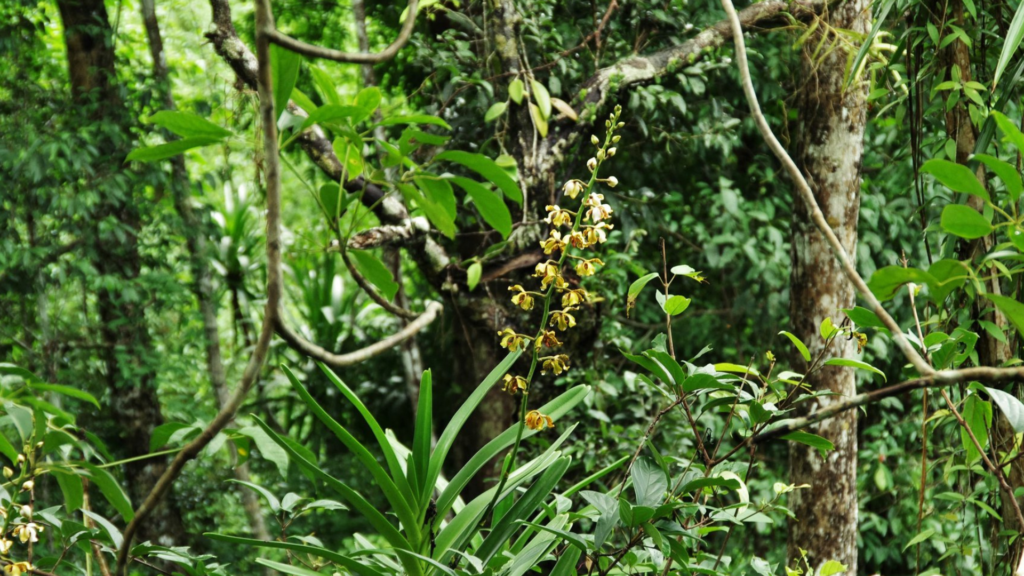 Into the Orchid Wild: Trek & Homestay in Phou Khao Khouay National Park