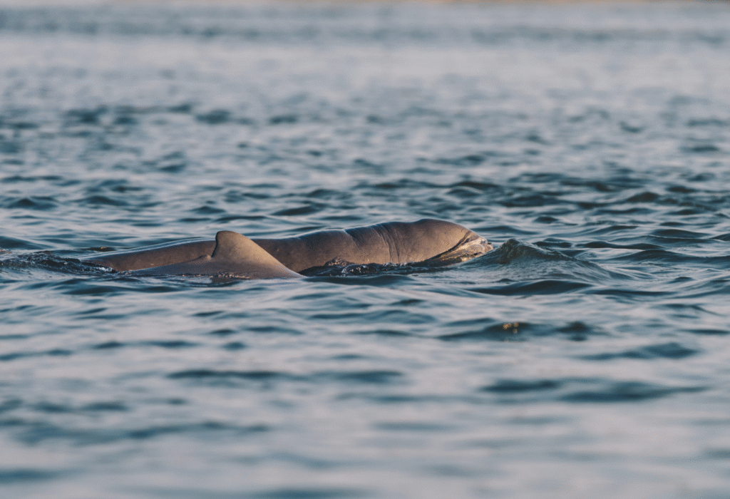 A Cambodian Encounter: Kayaking with Irrawaddy Dolphins