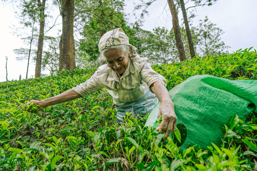 Tales and Trails of Tea – Discovering Sri Lanka’s Tea Country