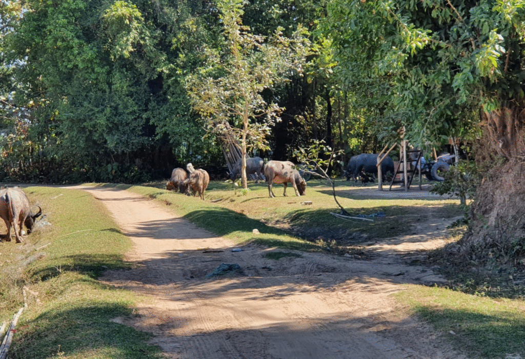 Unlocking the Lost Magic of Southern Laos