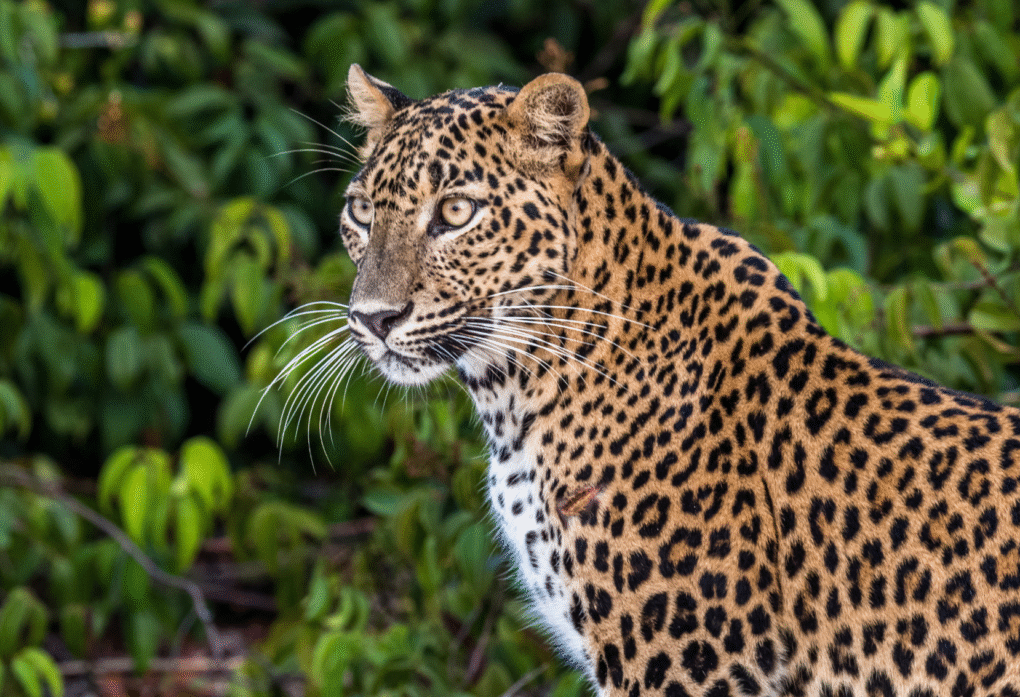 Leopard in Wilpattu National Park