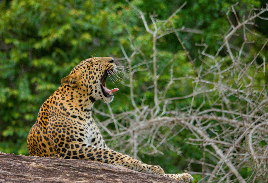 Yala National Park Yala National Park