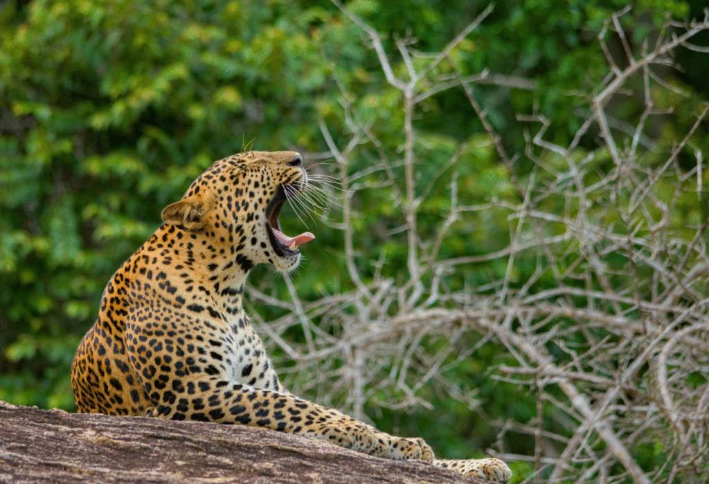 Vietnam & Sri Lanka: From Mekong Currents to Safari Trails