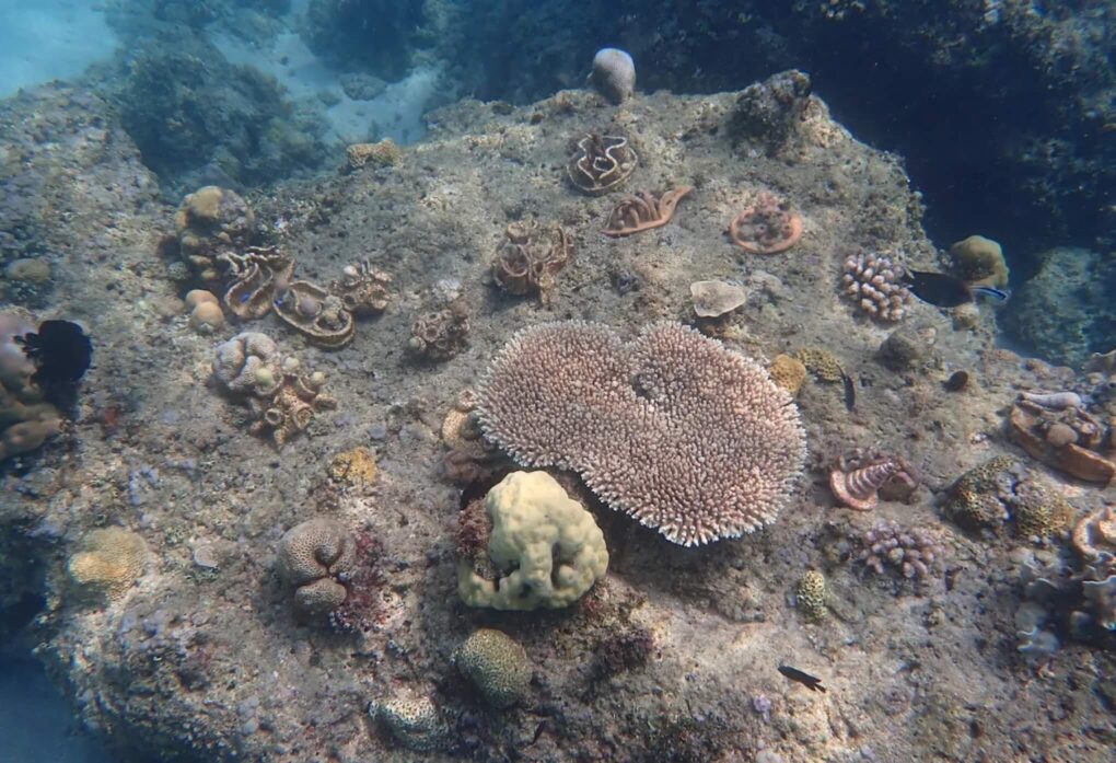 Planting Coral in Lombok A Hands-On Reef Restoration Experience (1)