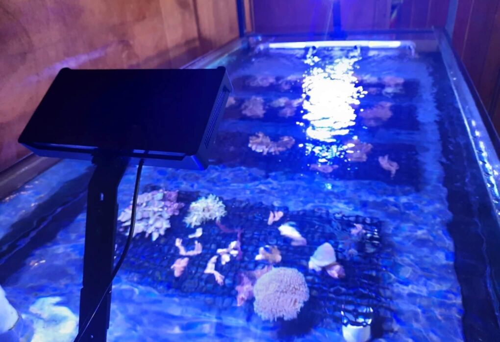 Planting Coral in Lombok A Hands-On Reef Restoration Experience (3)