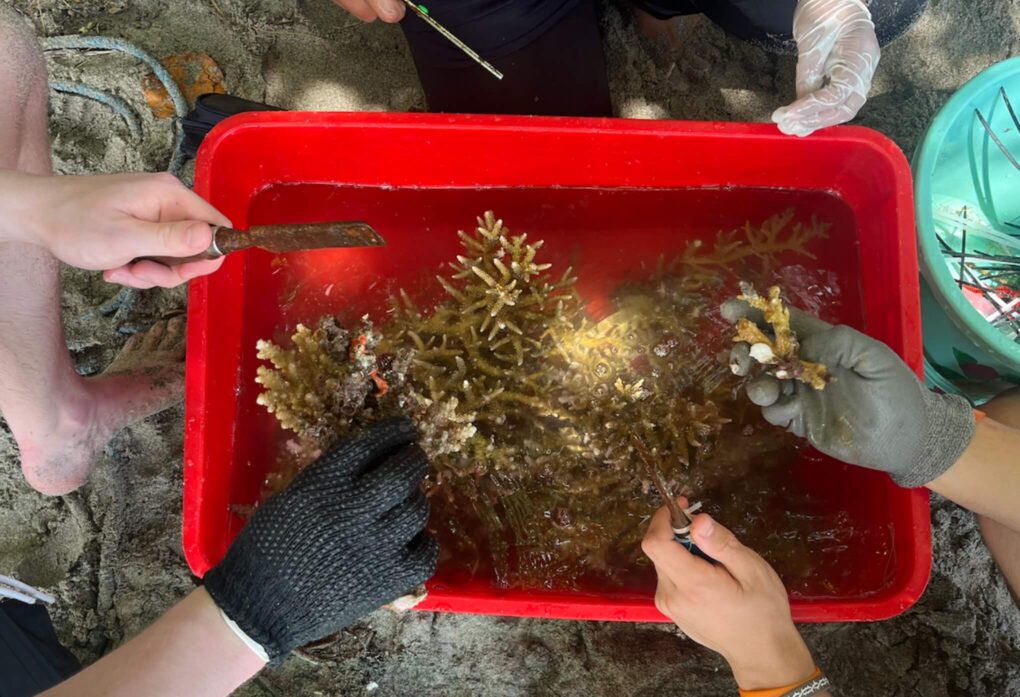 Planting Coral in Lombok A Hands-On Reef Restoration Experience (5)